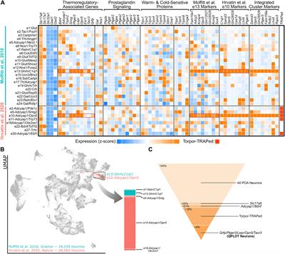 QPLOT Neurons—Converging on a Thermoregulatory Preoptic Neuronal Population